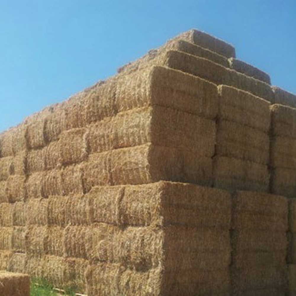 Acquistare-balloni-foraggi-da campo-per-zootecnia