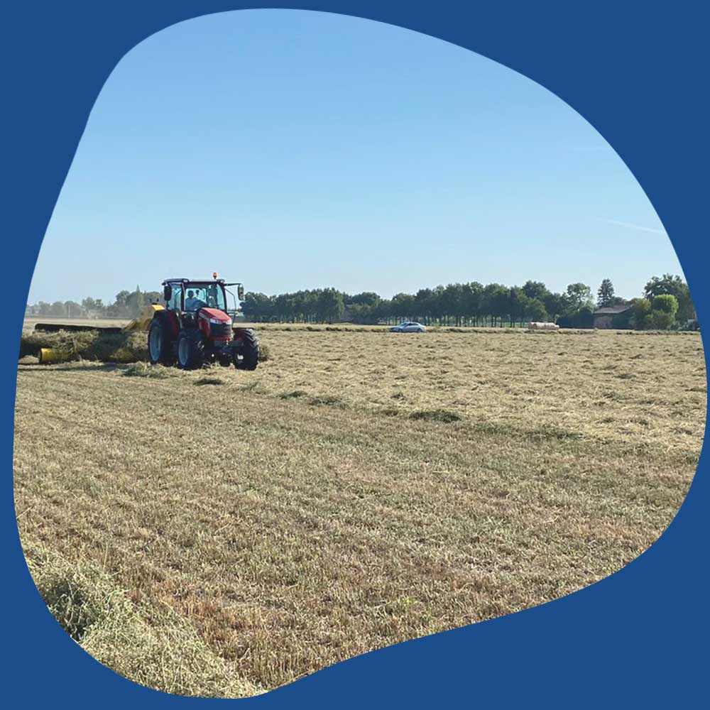 Coltivazione-di-fieno-e-grano