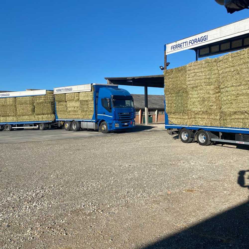 Forniture-di-graminacee-con-trasporto