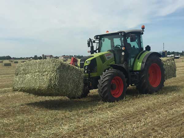 Miscugli-di-grano-foraggero