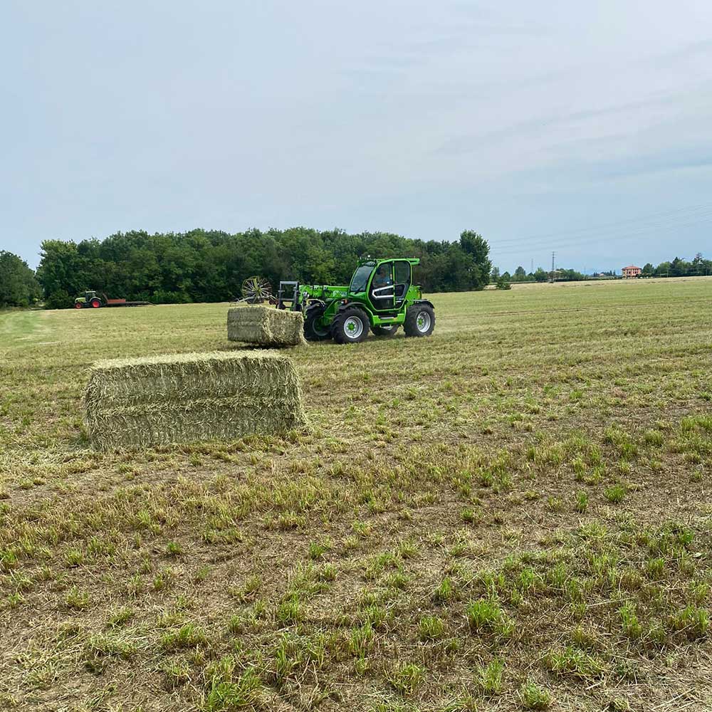 Produzione-e-vendita-erba-fienata