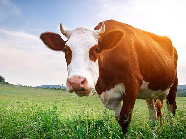 produzione-di-foraggi-per-il-bestiame-rubiera