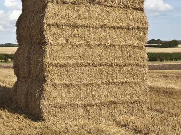 trebbiatura-cereali-grano-duro