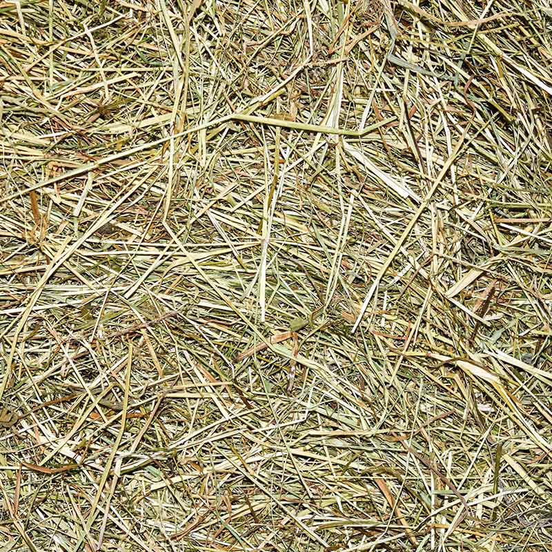 Distribuzione-fieno-di-secondo-taglio-per-bovini