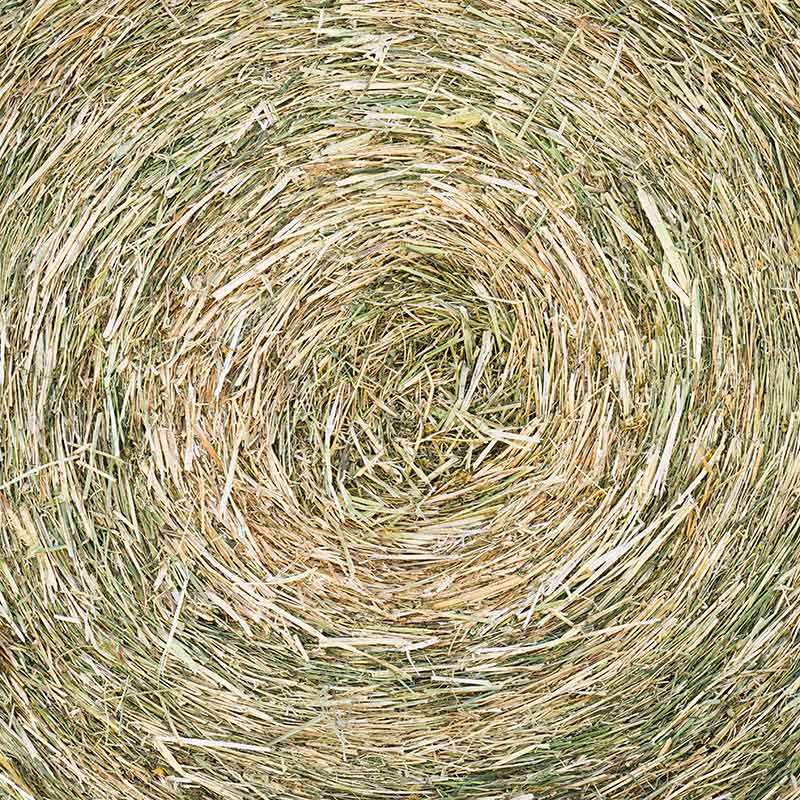 Vendita-di-foraggi-di-primo-taglio