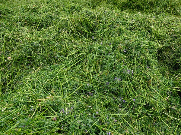 commercio-di-erba-medica-fresca