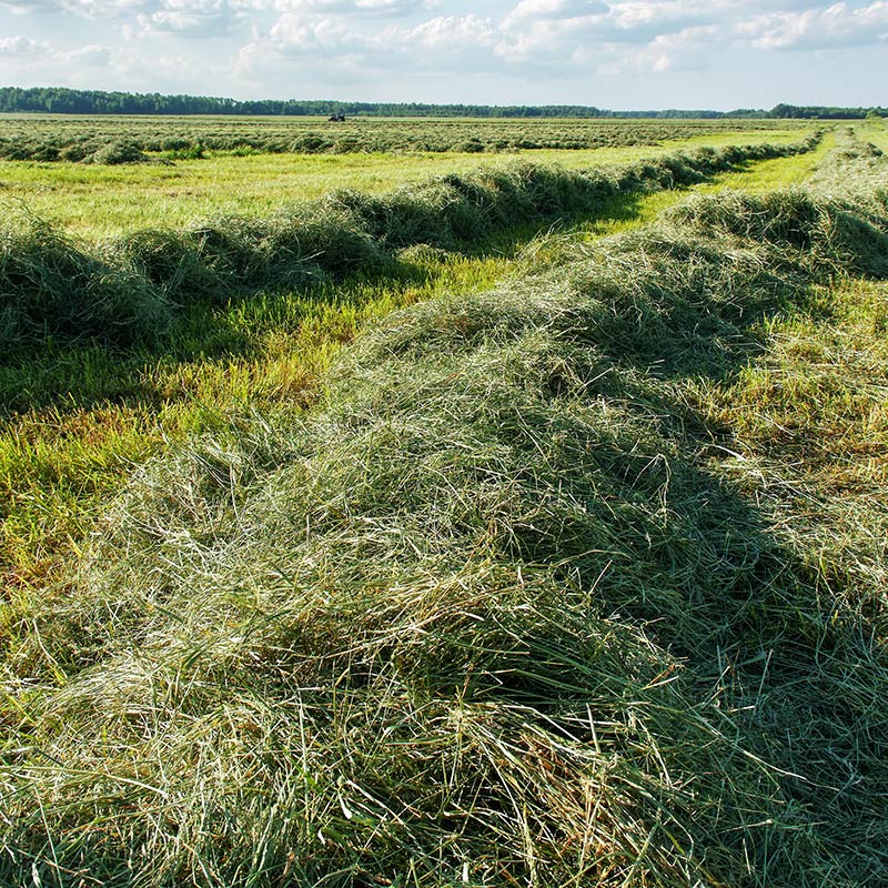 commercio-rotoballe-di-fieno-per-bovini