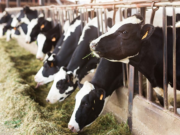 foraggi-per-benessere-digestivo-animali